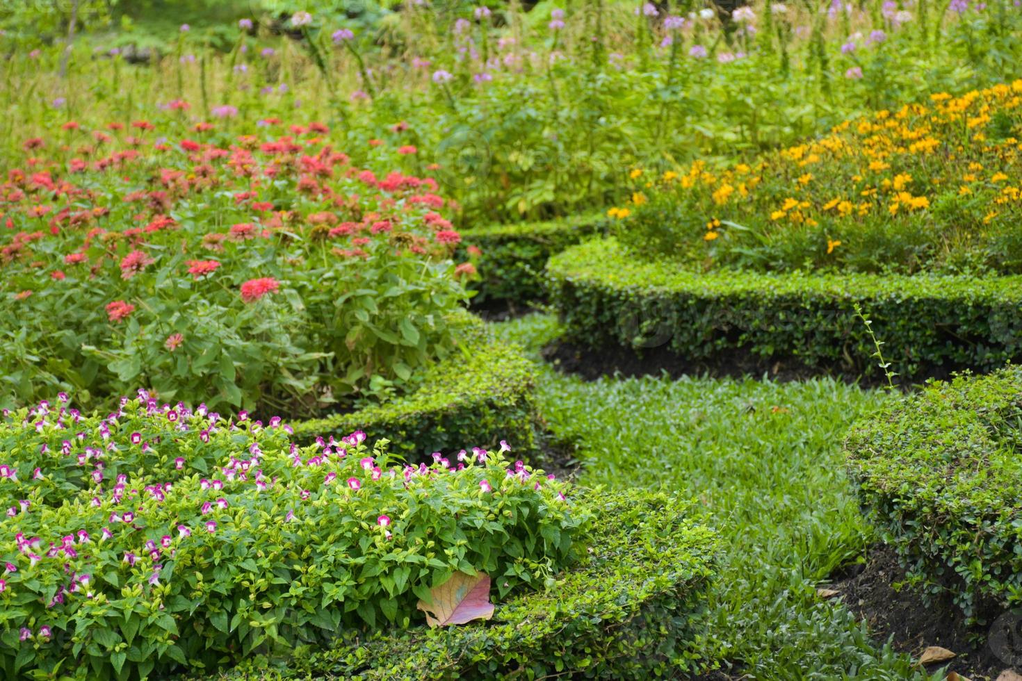 The decoration of the flower garden is beautiful and colorful in the beautiful Chatuchak garden. photo
