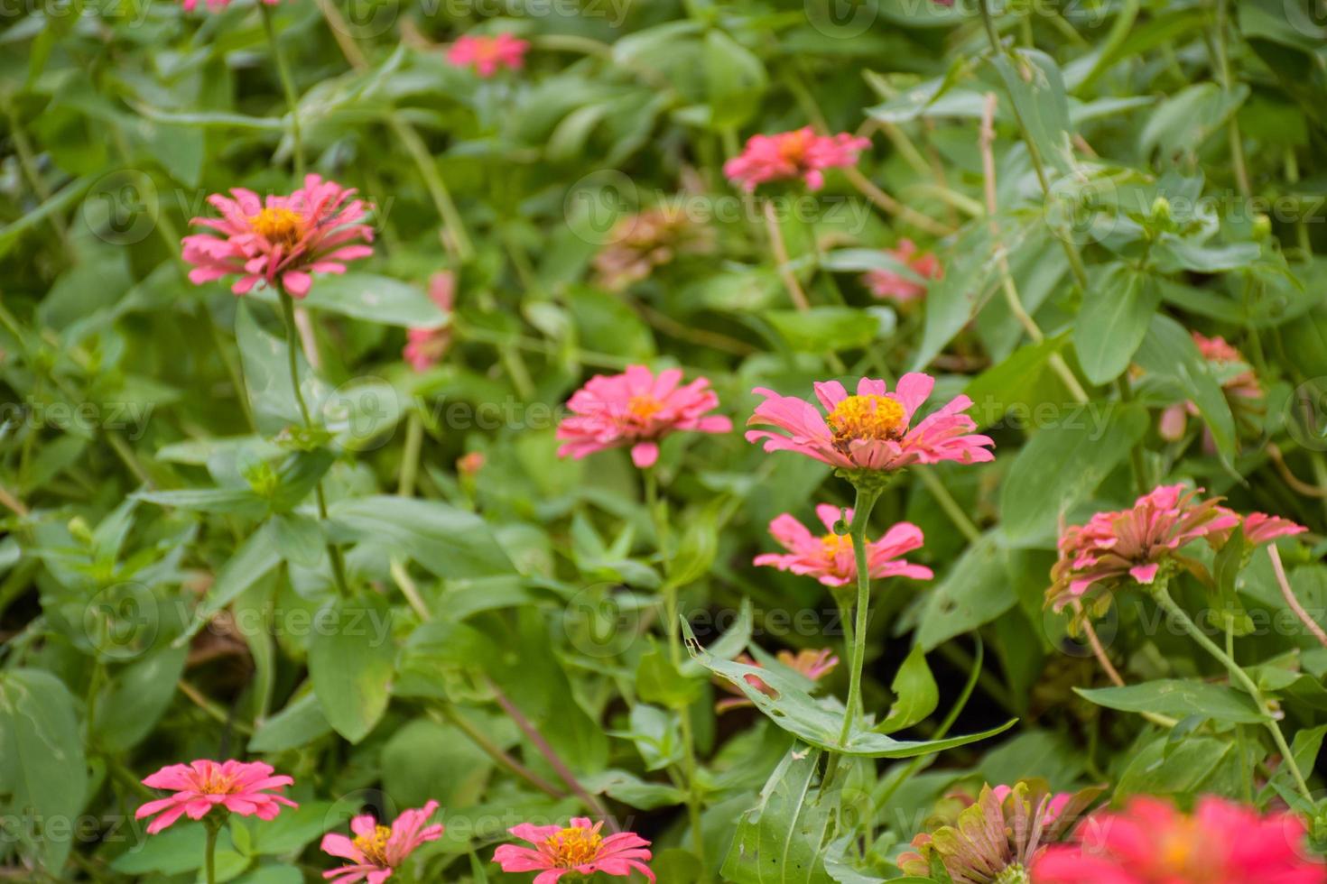 Pink fuchsia flowers bloom in the beautiful Chatuchak garden. photo