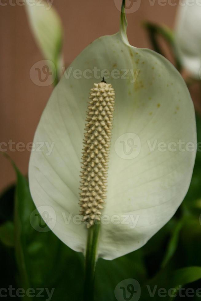 White anthurium flowers and beautiful petals bloom in the garden. photo