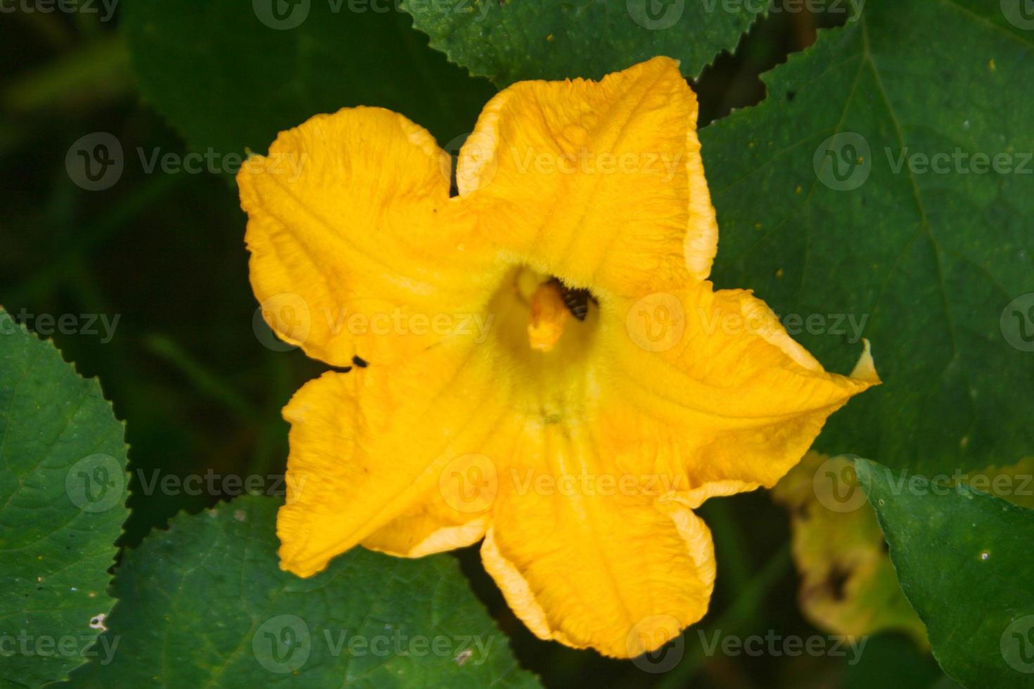 Yellow pumpkin flowers and petals bloom beautifully in the morning in a Thai farm. photo