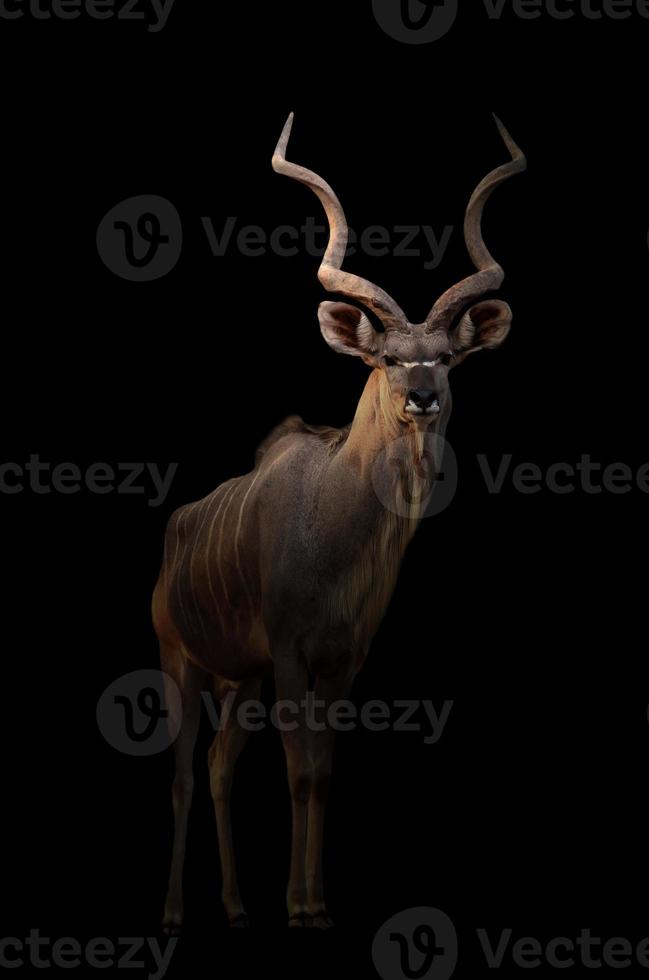 greater kudu in the dark photo