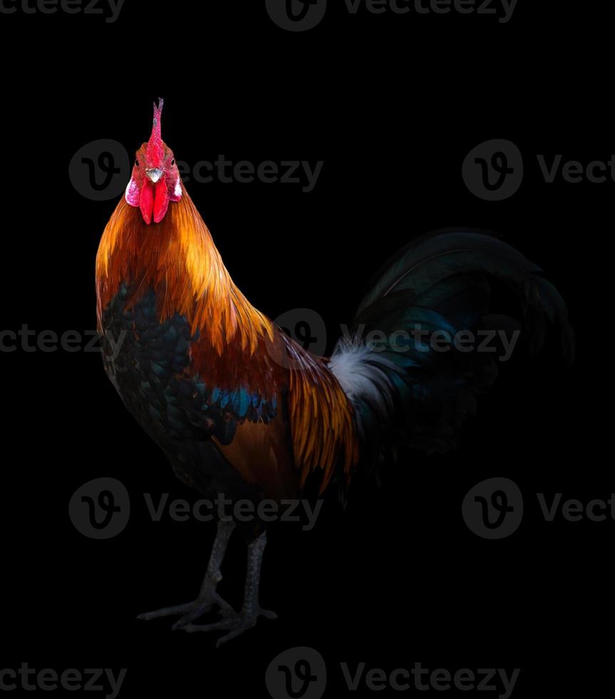 rooster in the dark photo