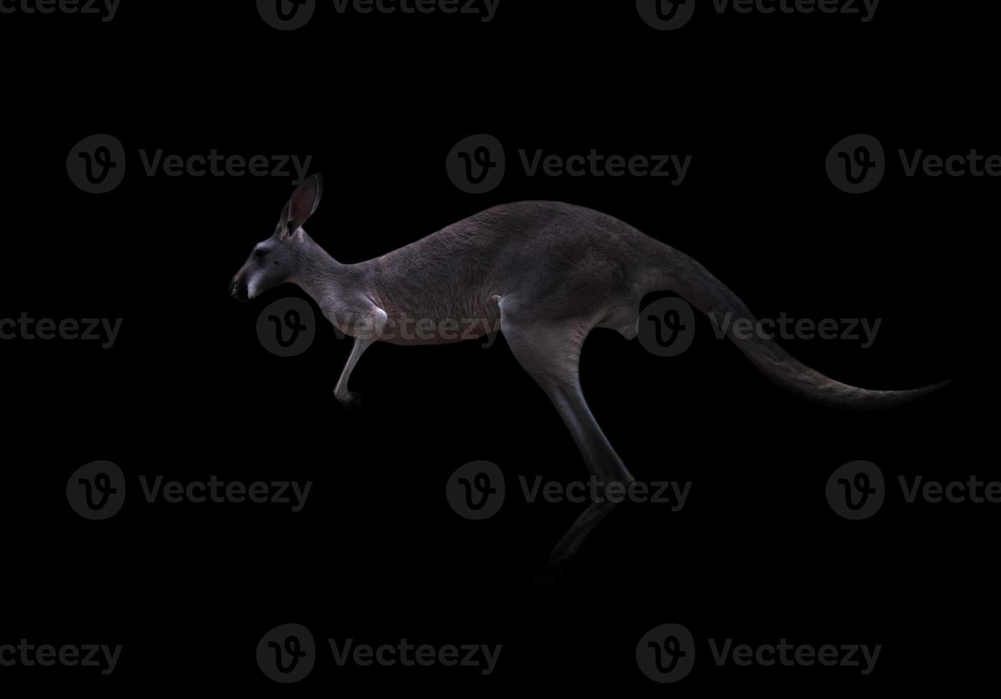kangaroo in the dark photo