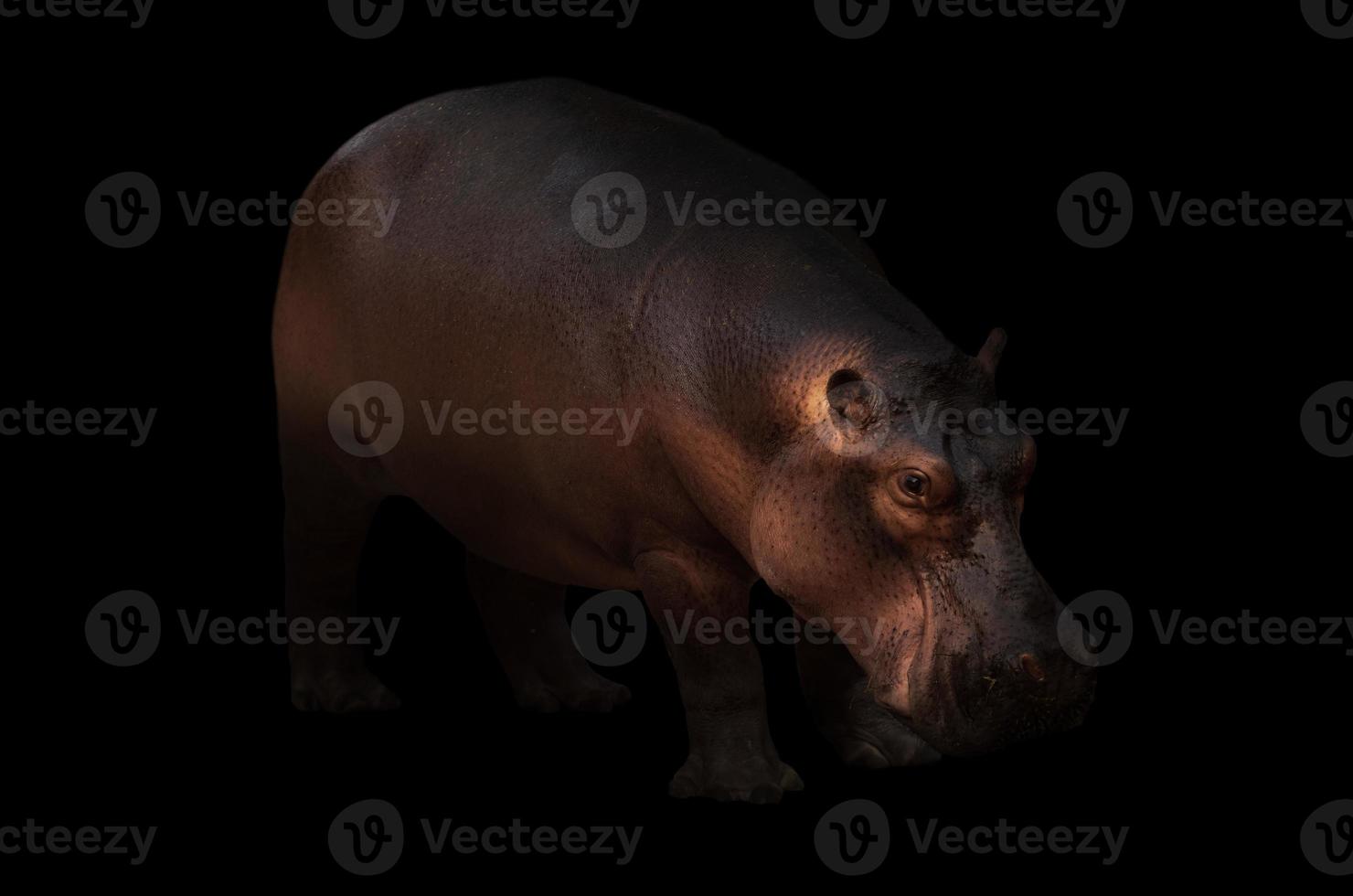 hippopotamus in the dark background photo