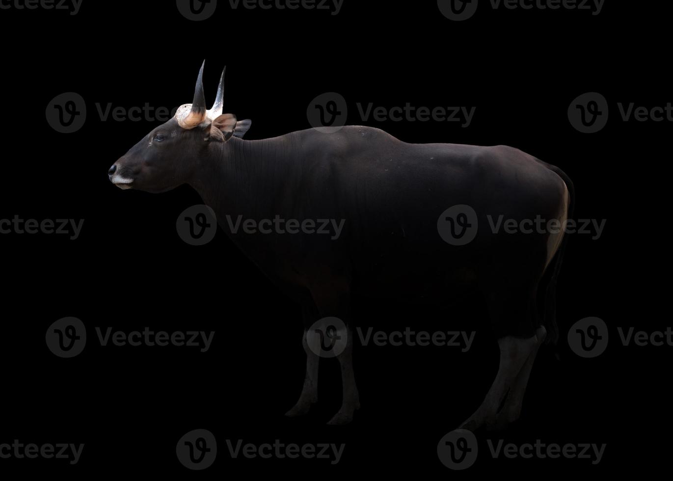 banteng en la oscuridad foto