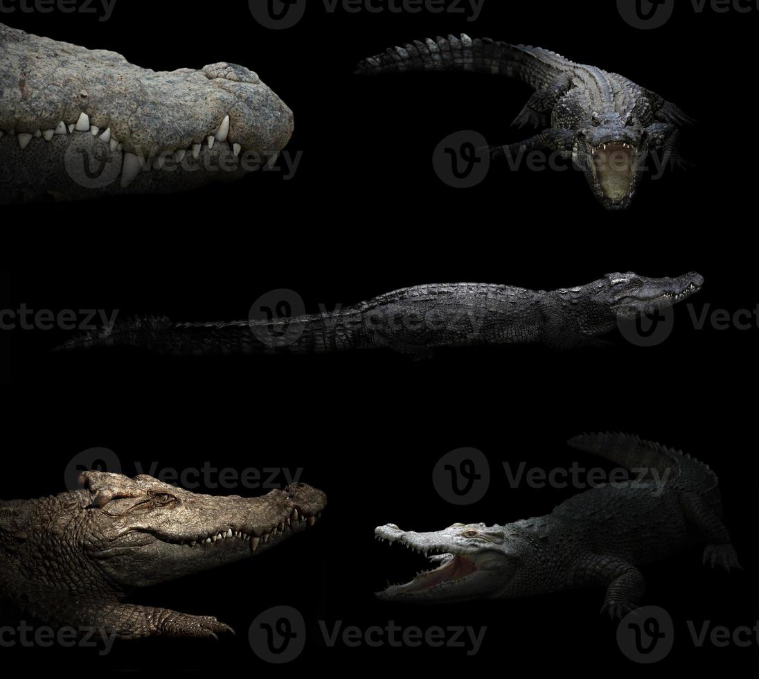 crocodile hiding in the dark photo