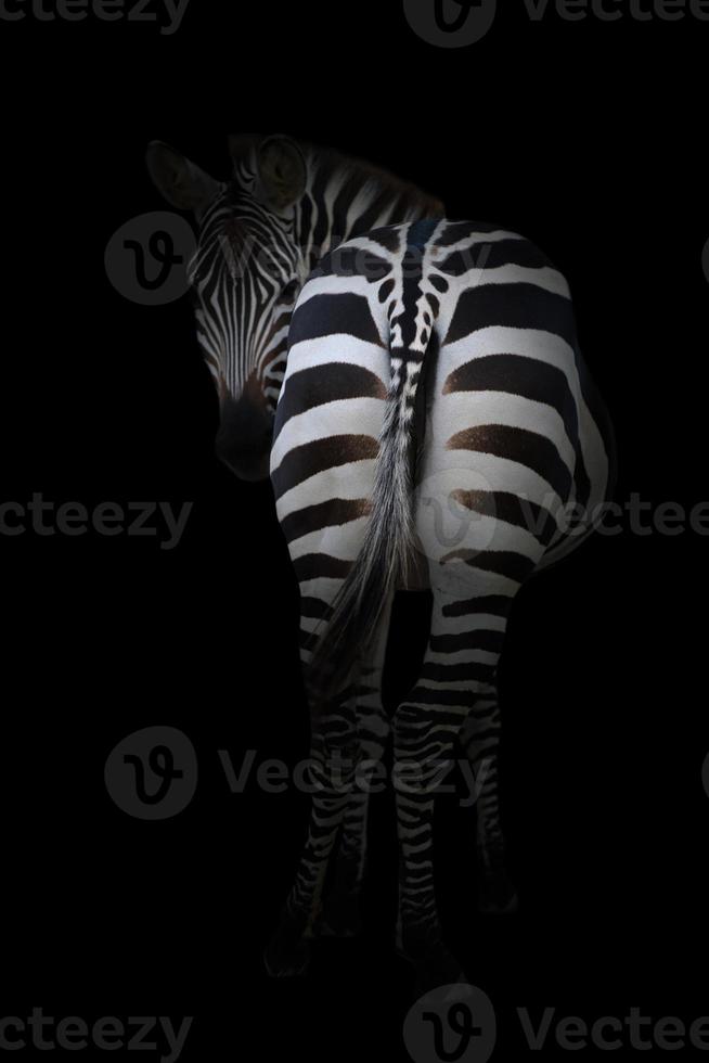 zebra in the dark photo