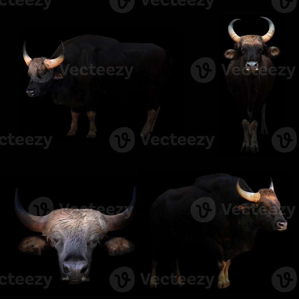 gaur hiding in the dark photo