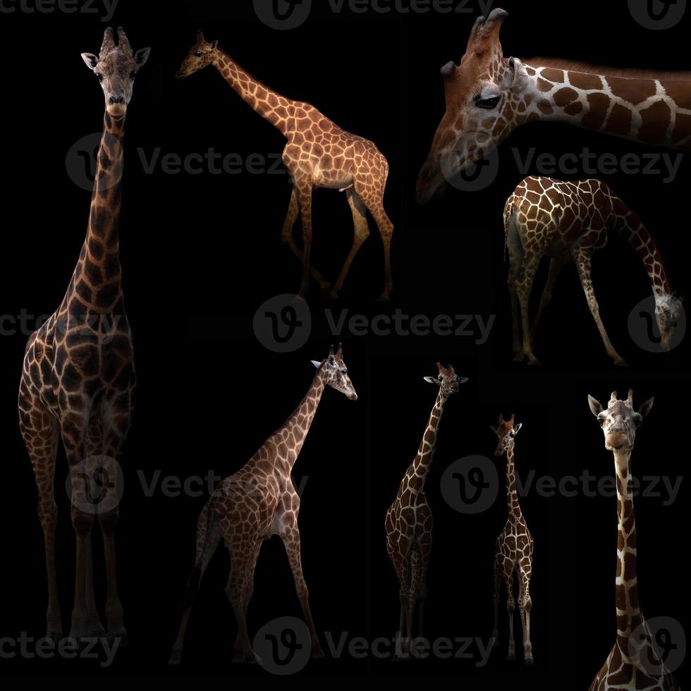 giraffe hiding in the dark photo