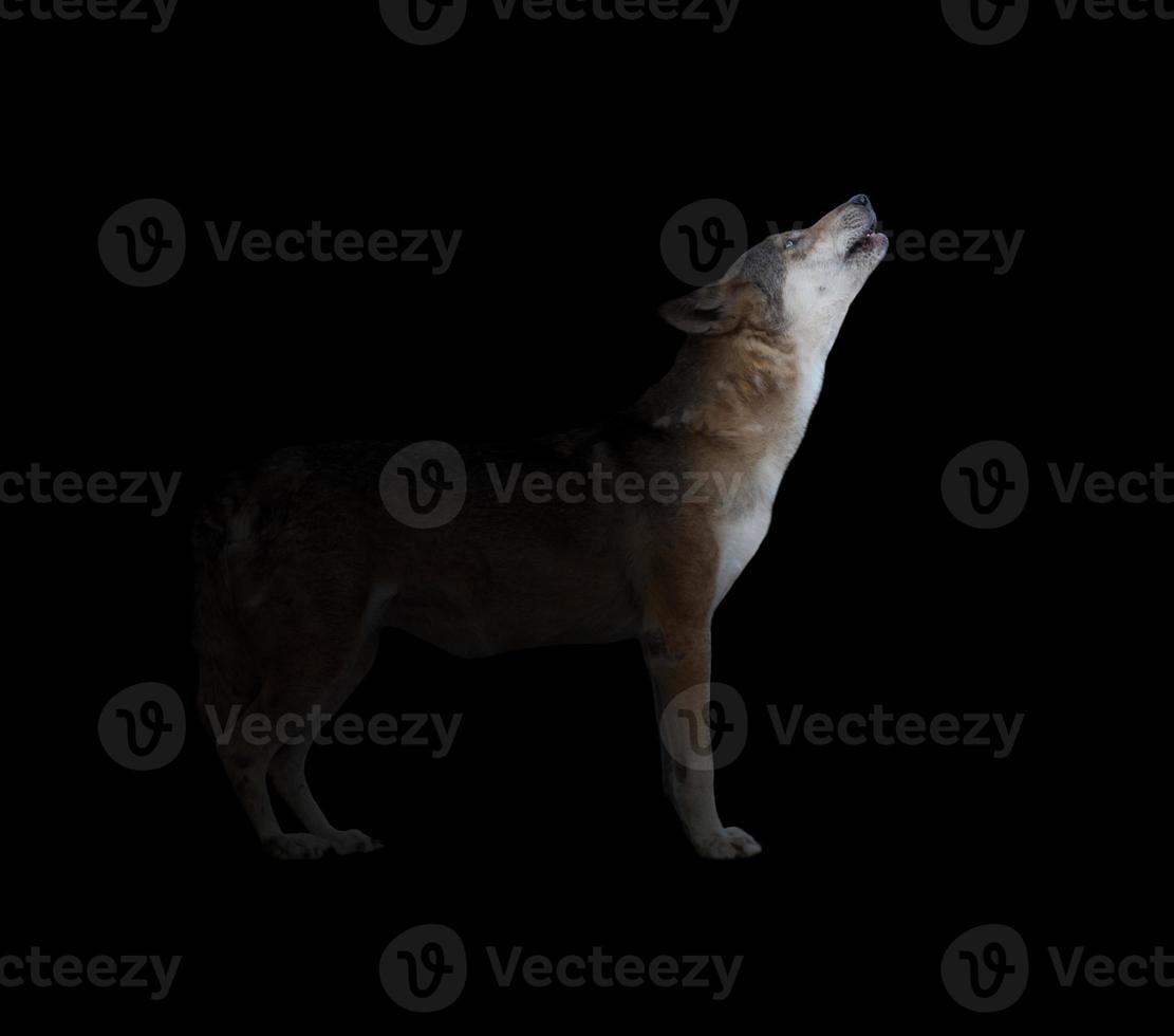 gray wolf howling in dark background photo
