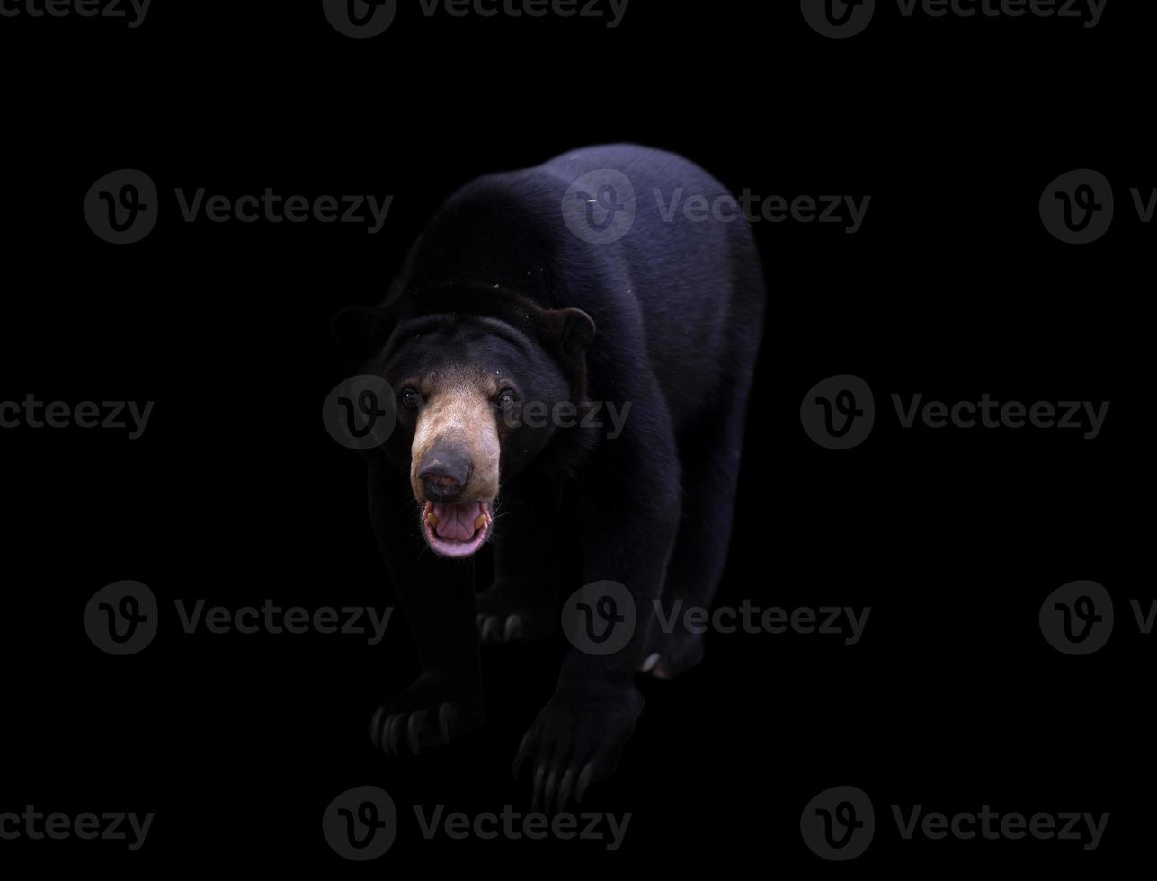 malayan sun bear  in dark background photo