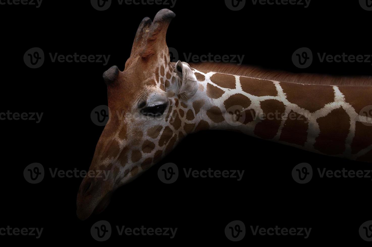 giraffe hiding in the dark photo