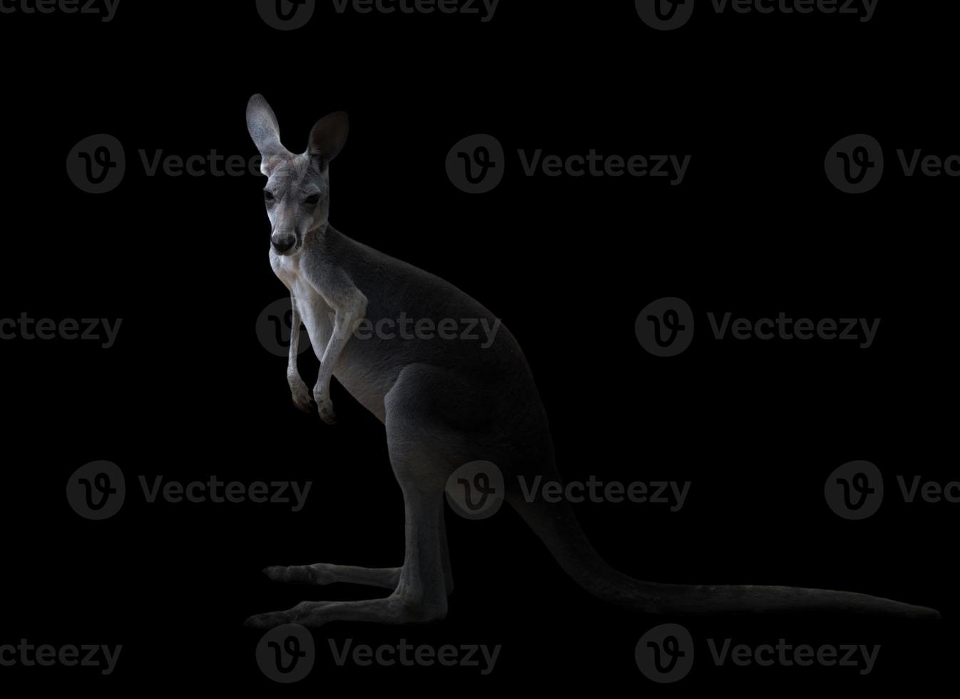 kangaroo in the dark photo