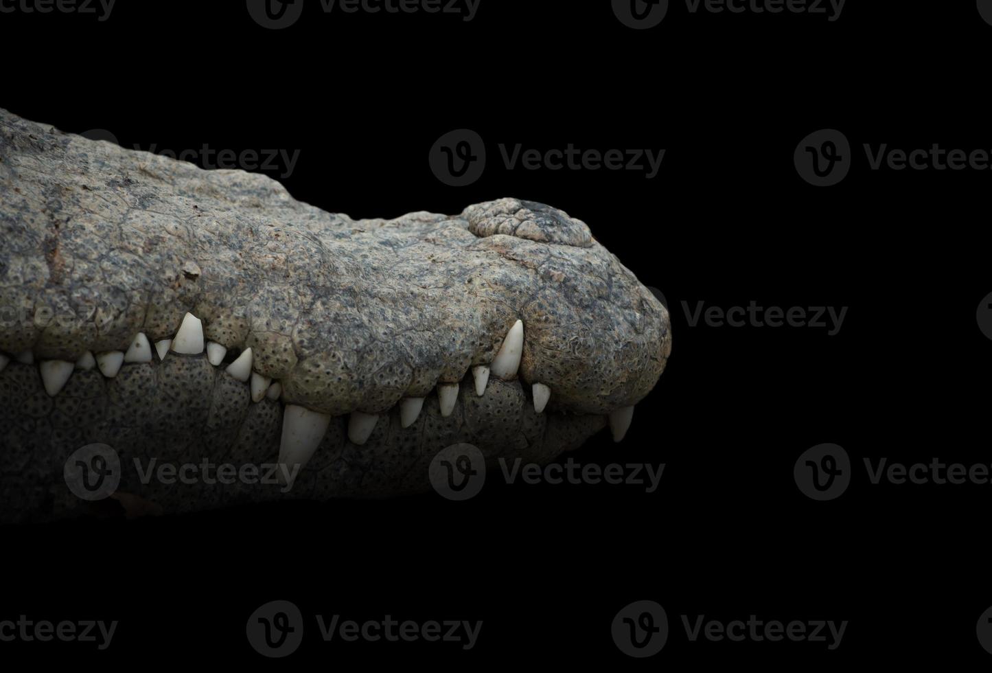 crocodile mouth closeup photo