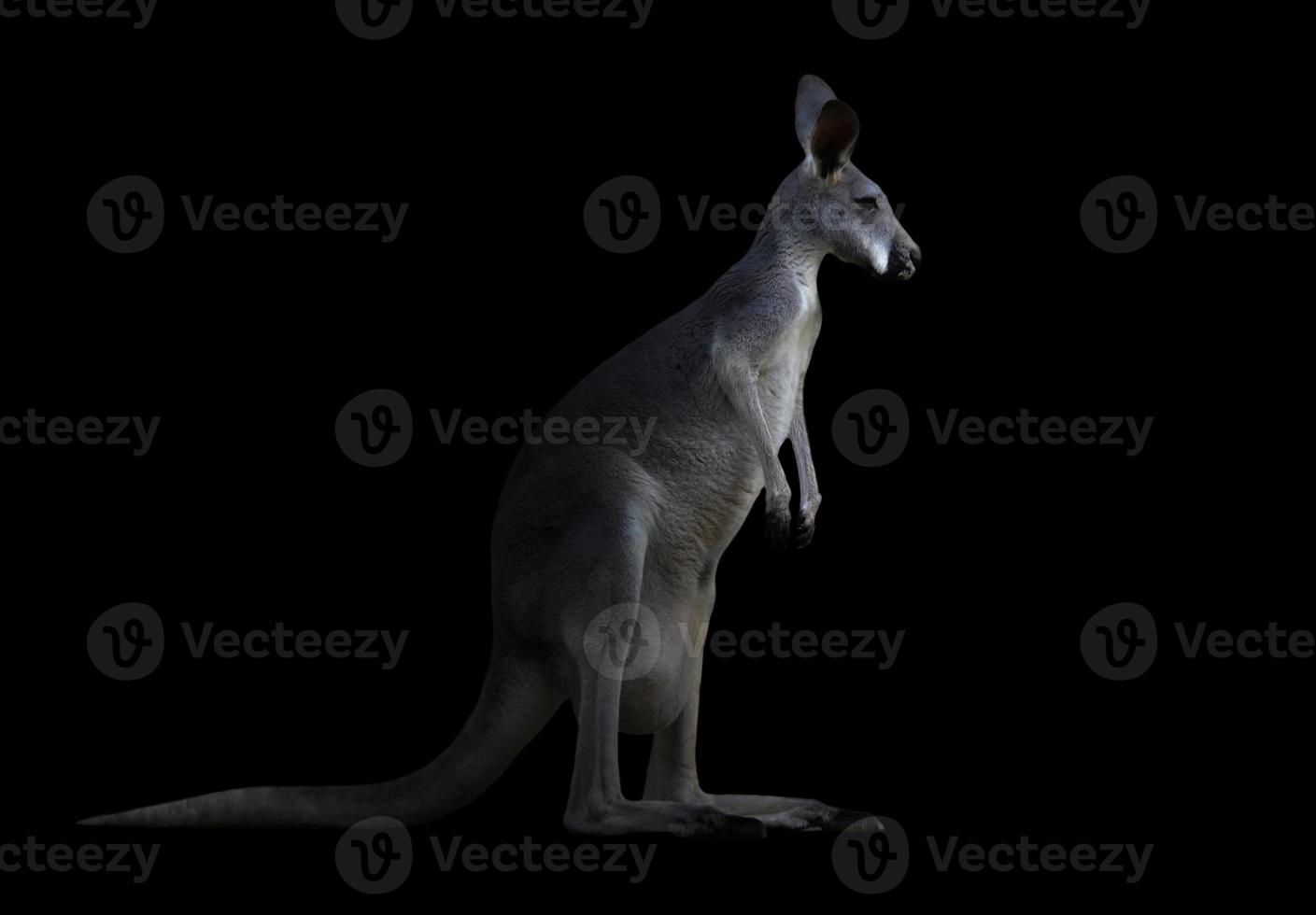 kangaroo in the dark photo