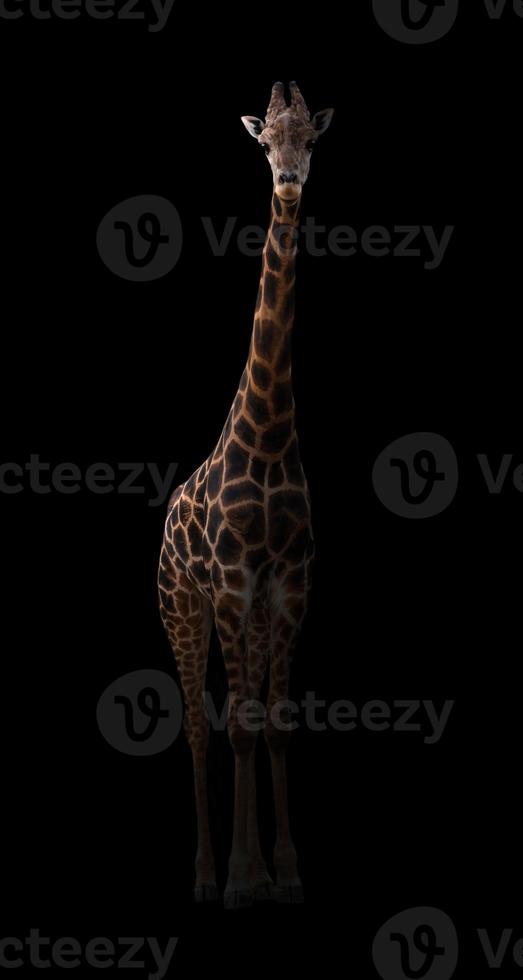 giraffe hiding in the dark photo