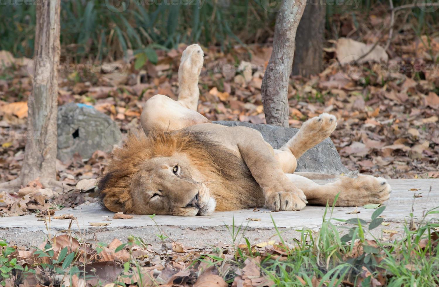 lion lying on the floor photo