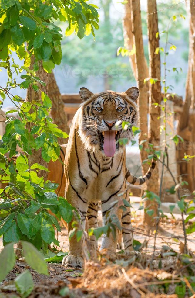 indochinese tiger facial expression photo