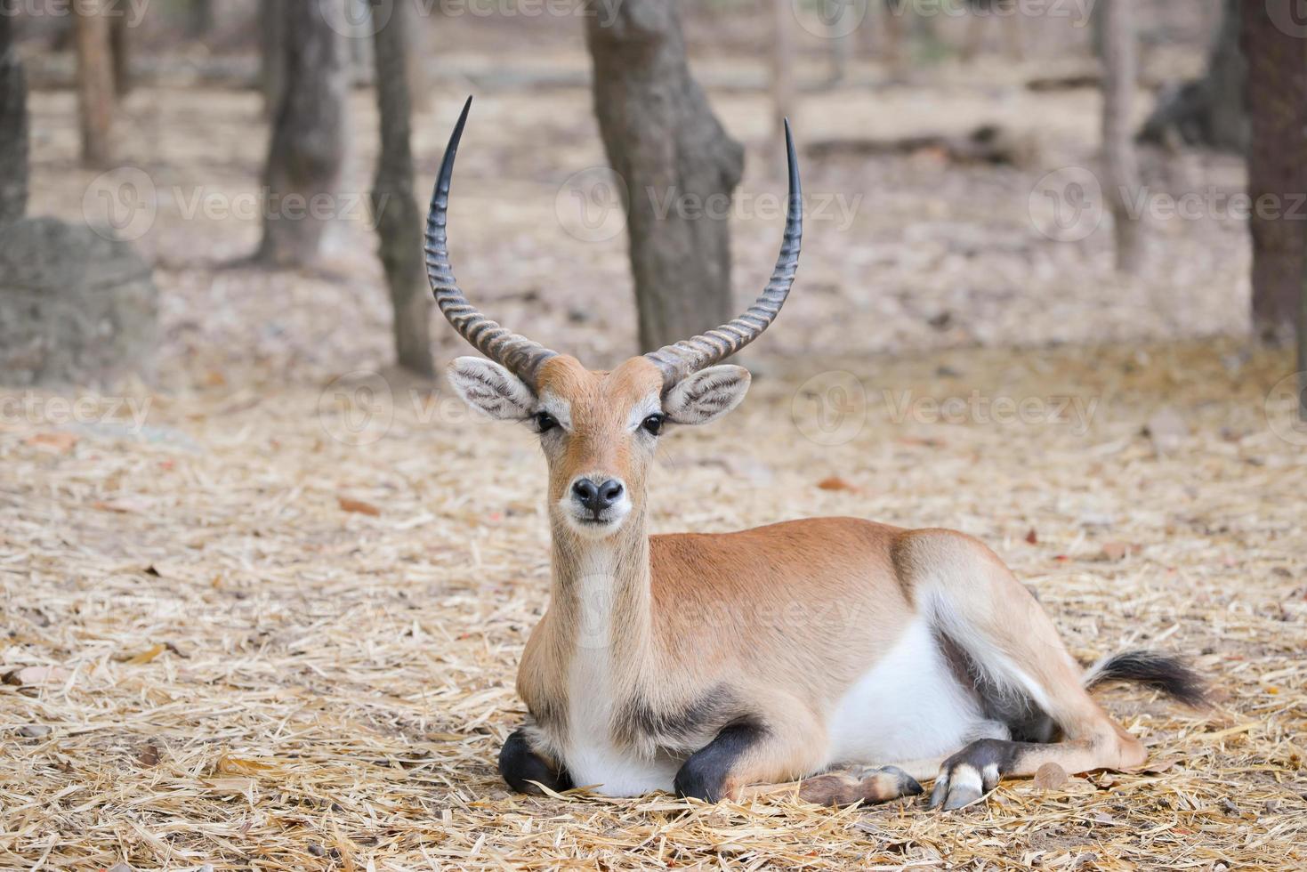 red lechwe in zoo photo