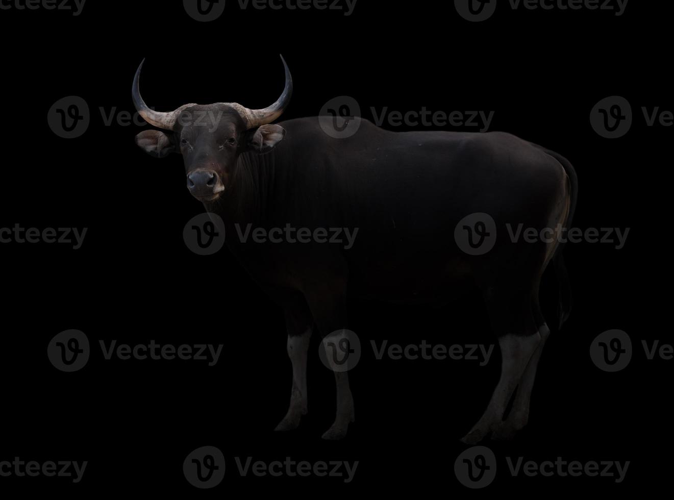 banteng en la oscuridad foto