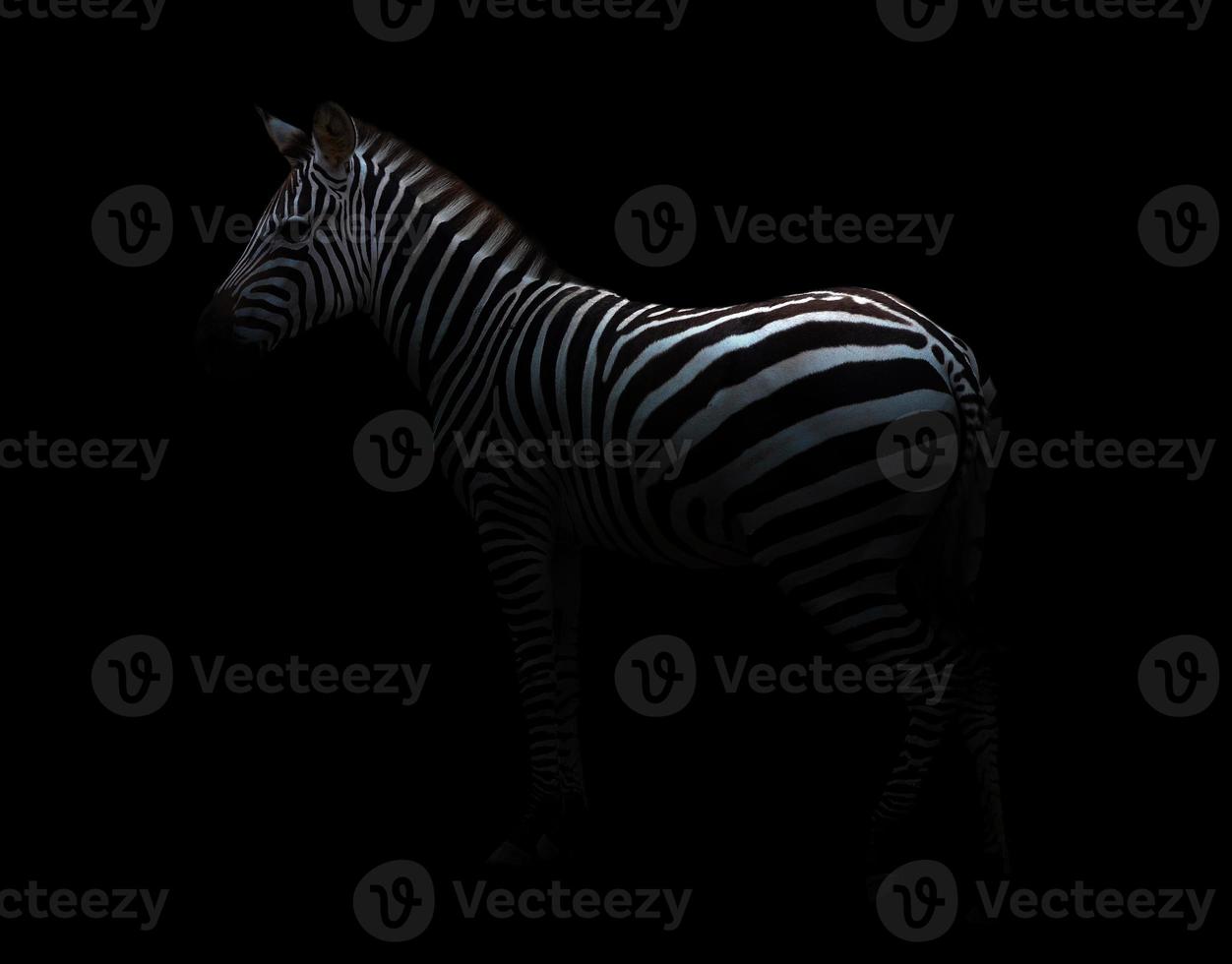 zebra in the dark photo