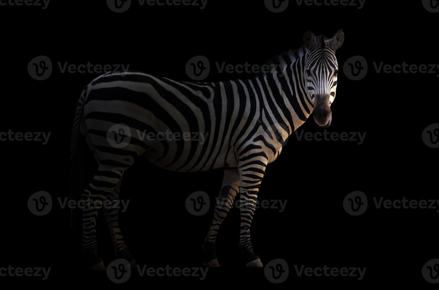 zebra in the dark photo