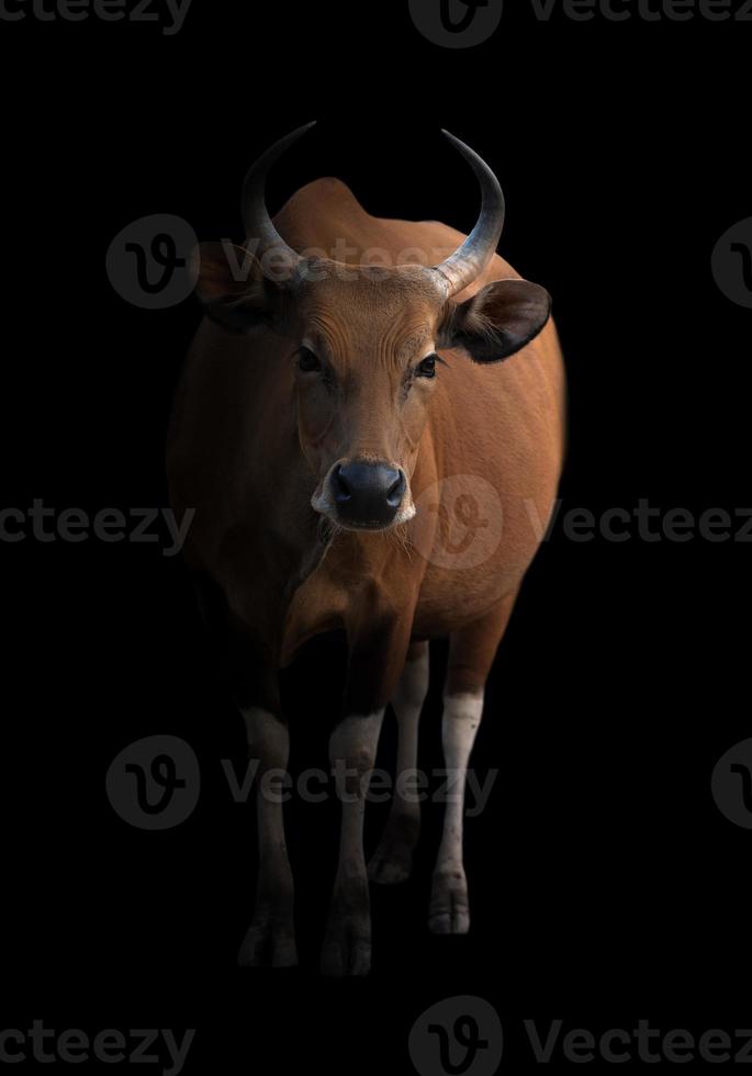 banteng in the dark photo