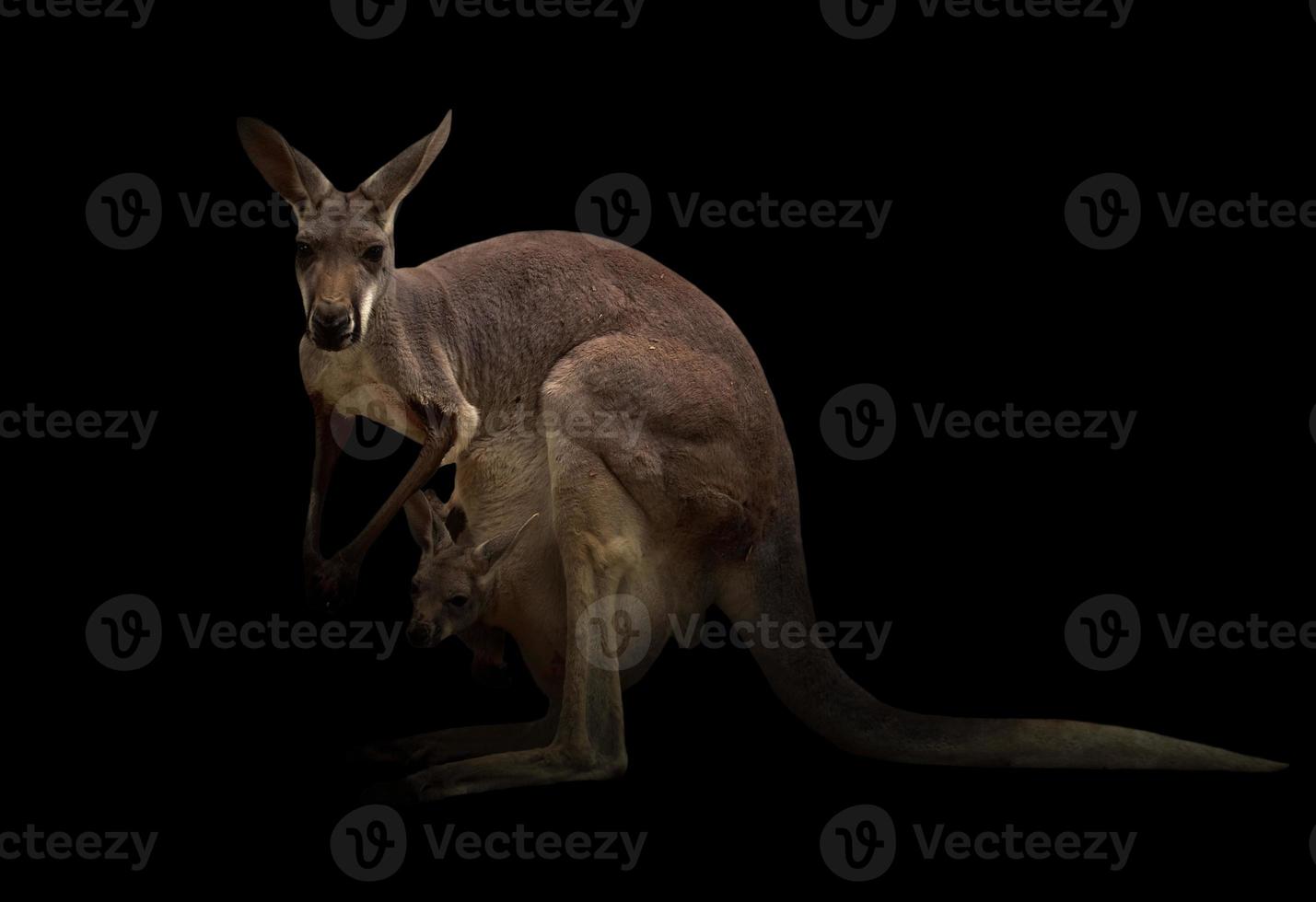 kangaroo in the dark photo