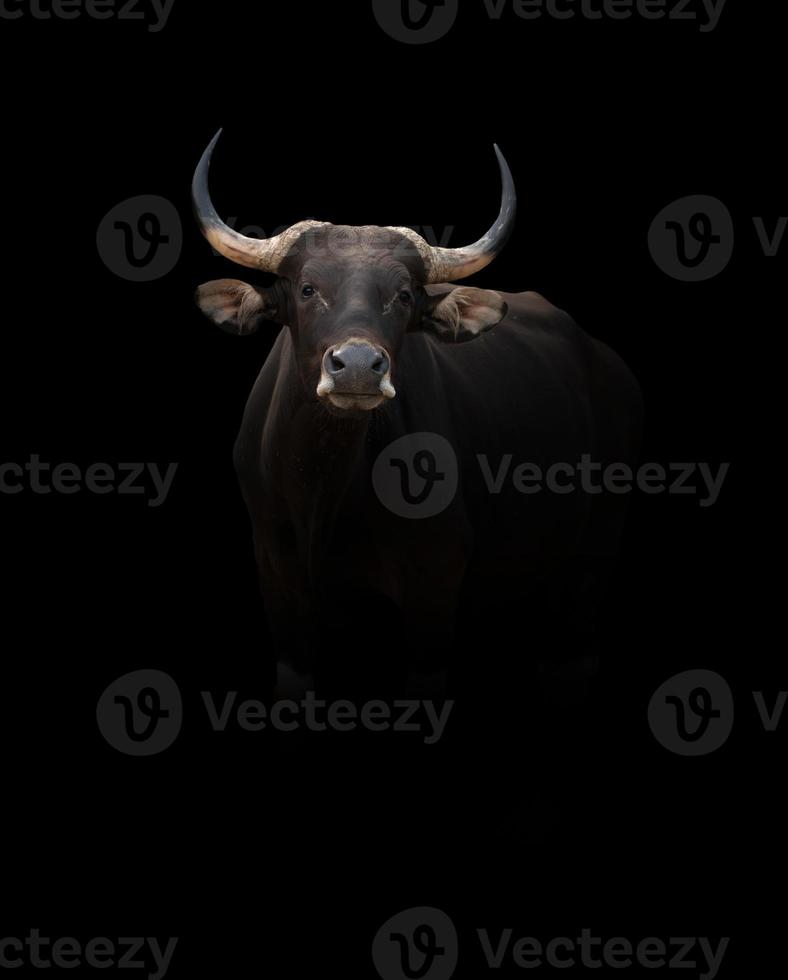 banteng en la oscuridad foto