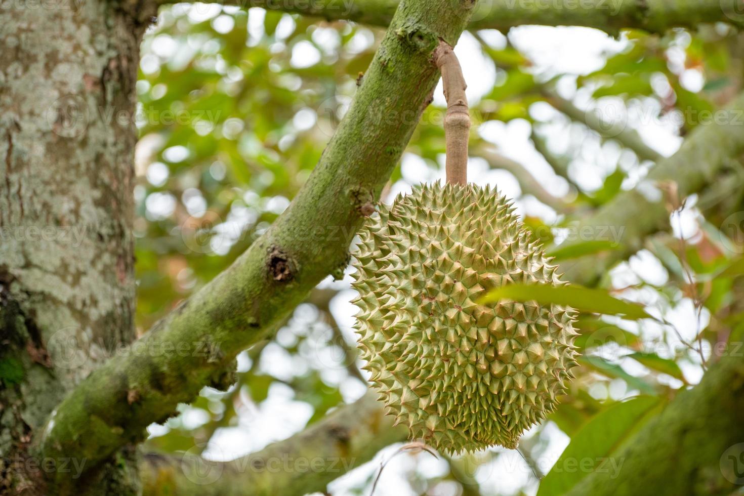 Fresh organic green Durian fruit hanging from branch on Durian tree garden and healthy food concept photo