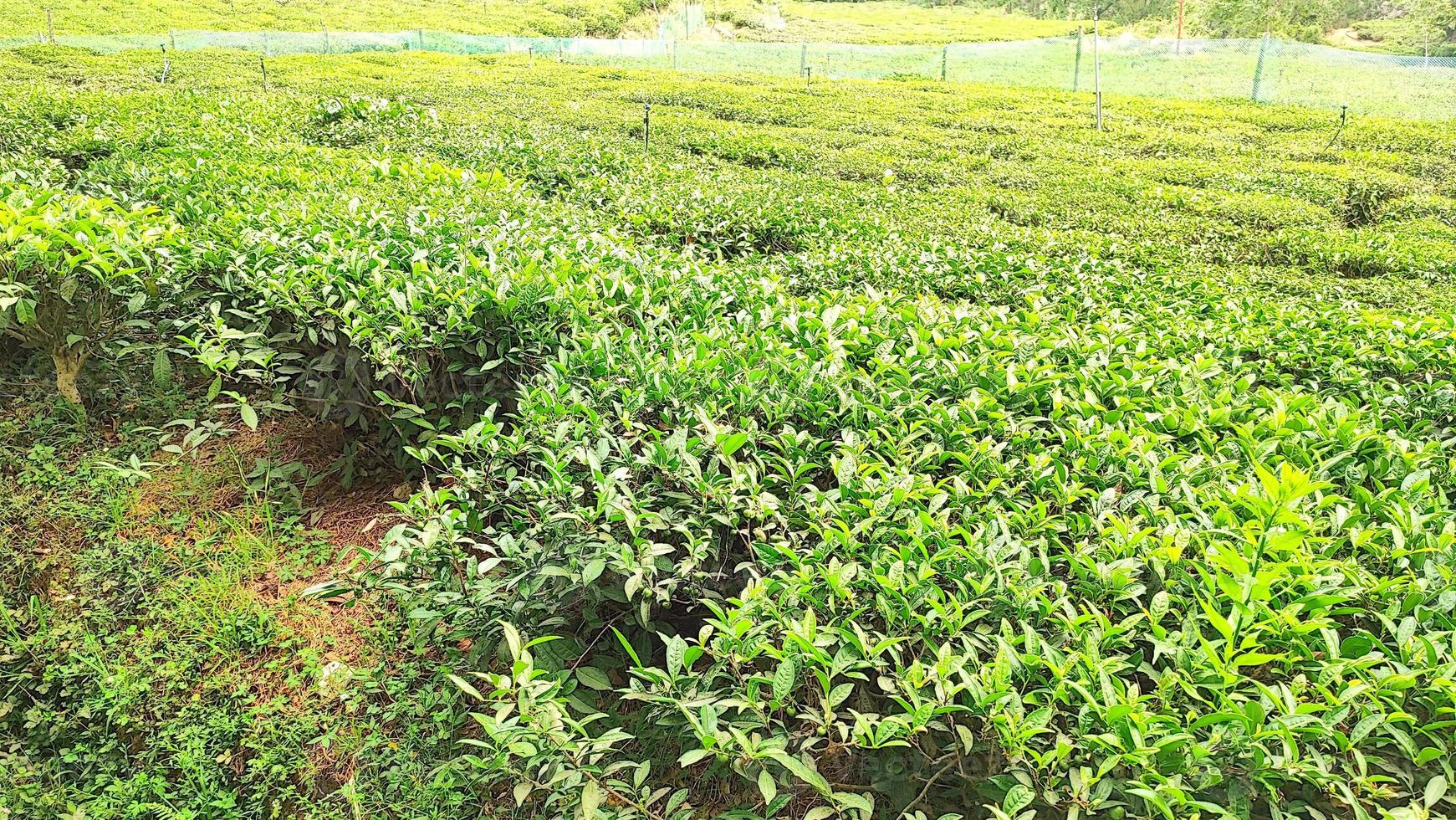 Tea Gardens in Ghorakhal, Bhimtal, Uttarakhand, India photo