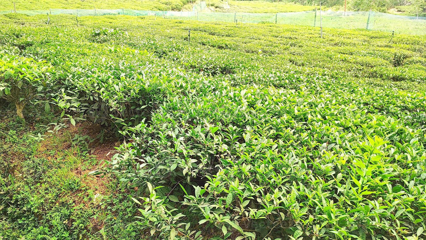 jardines de té en ghorakhal, bhimtal, uttarakhand, india foto