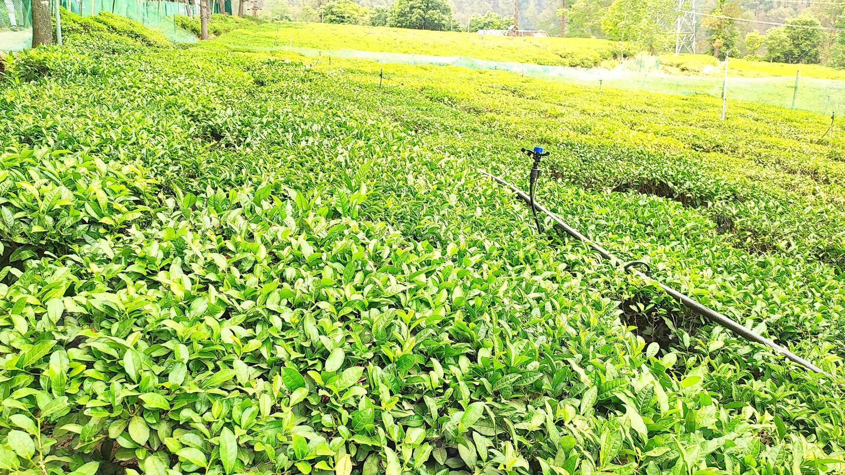 Tea Gardens in Ghorakhal, Bhimtal, Uttarakhand, India photo