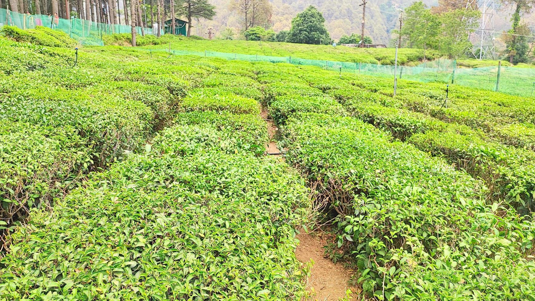 Tea Gardens in Ghorakhal, Bhimtal, Uttarakhand, India photo
