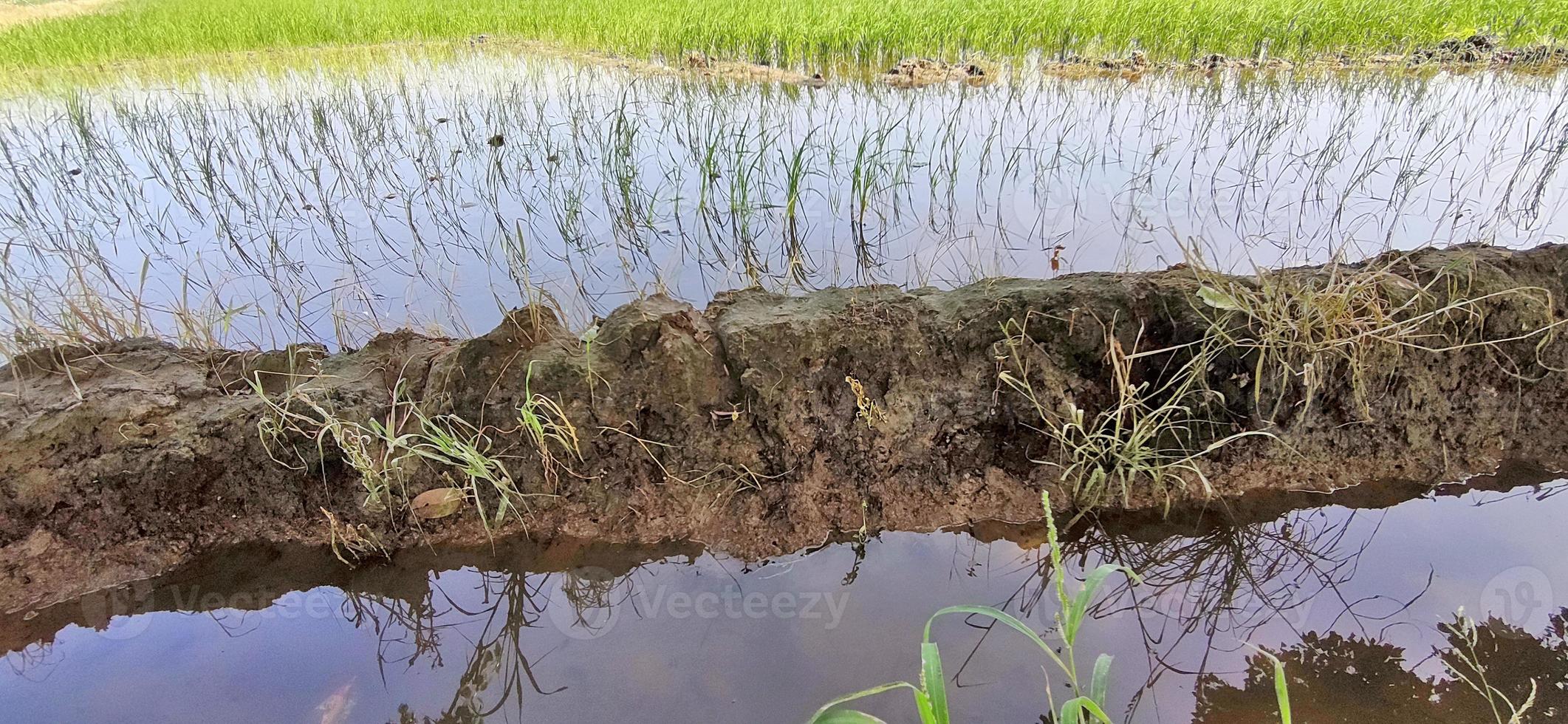 Paddy crop in Indian fields. photo