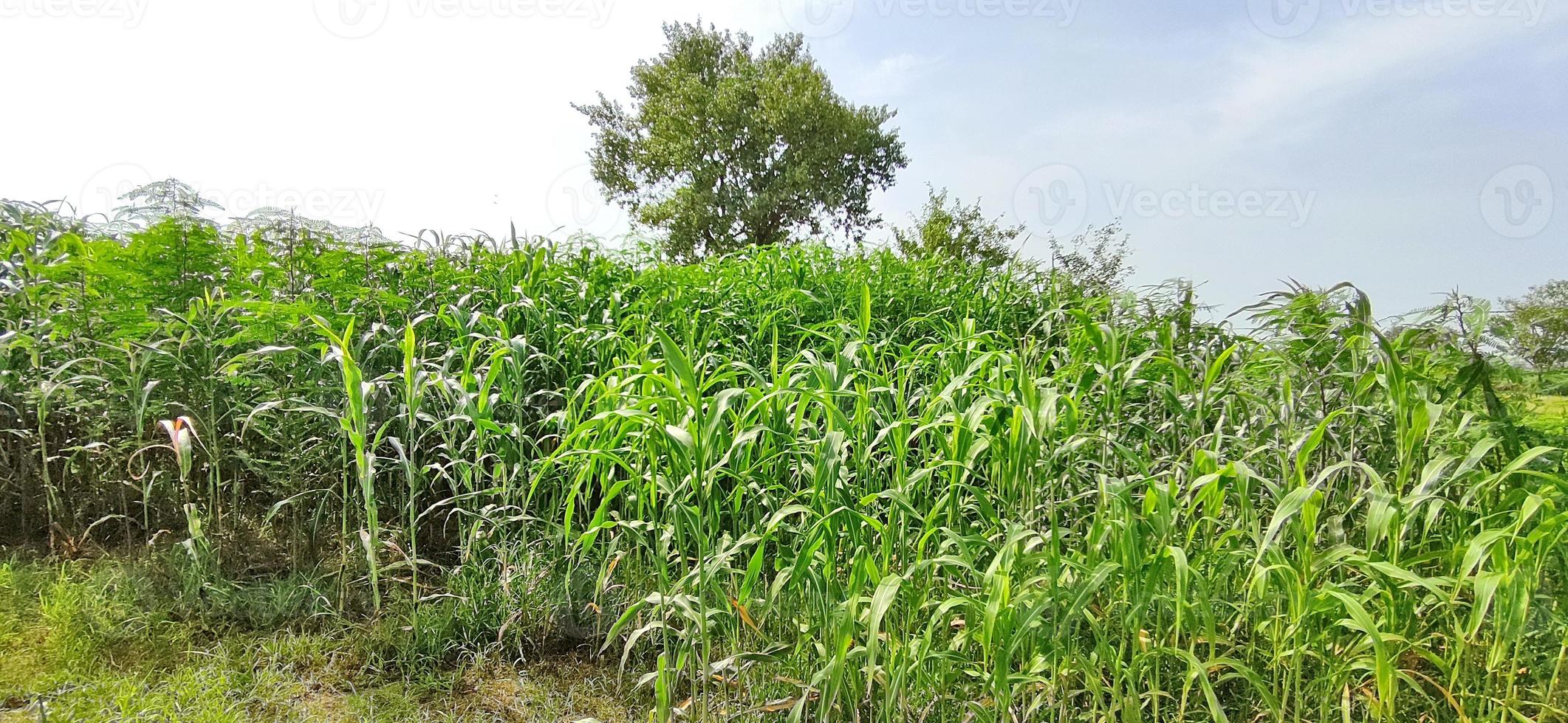 Sorghum crop in Indian fields. photo