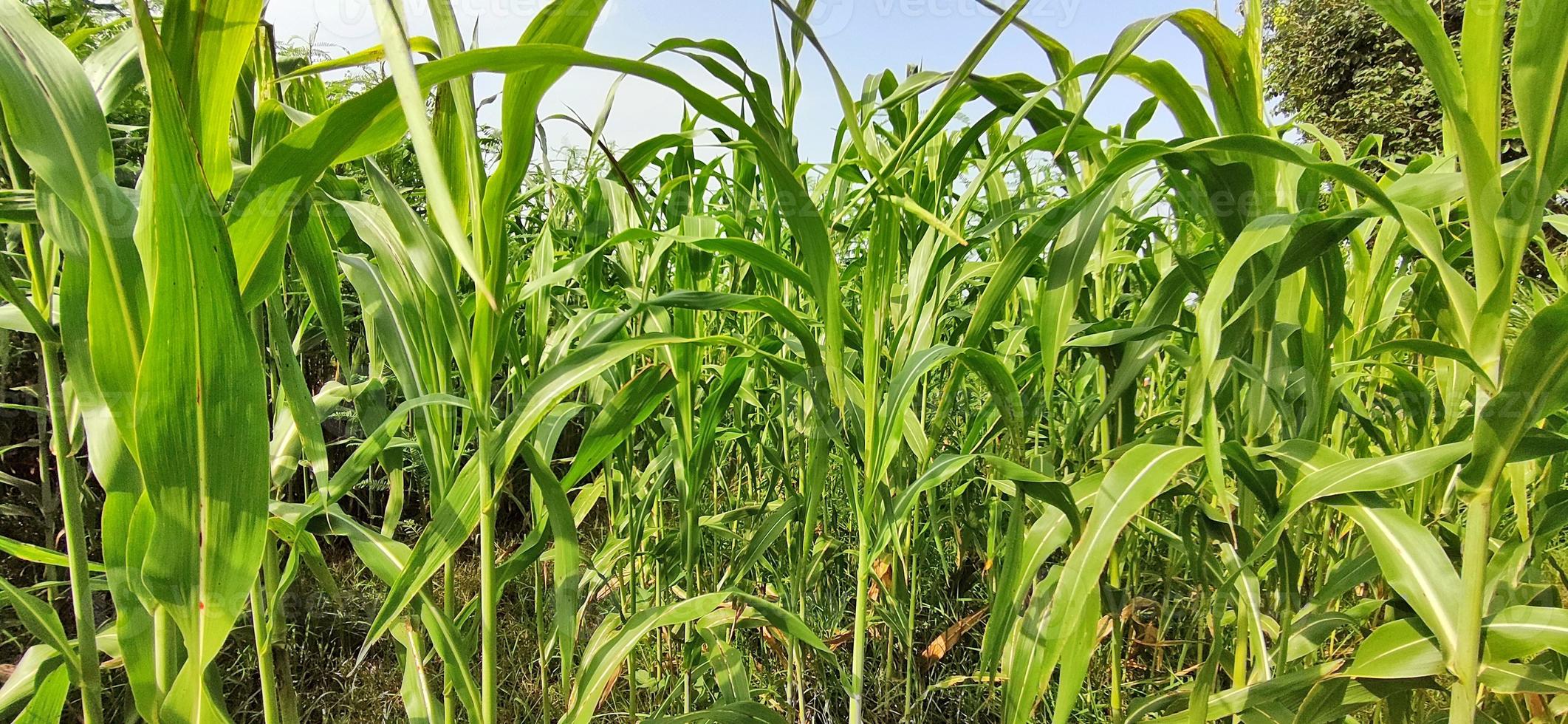 cultivo de sorgo en campos indios. foto