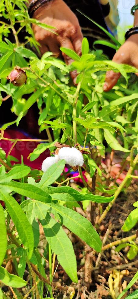 Cotton crop in Indian fields. photo