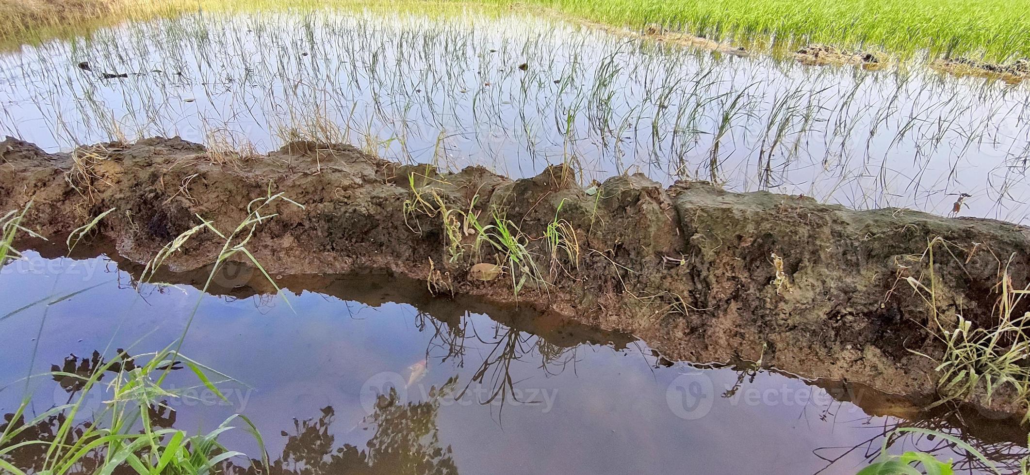 cultivo de arroz en campos indios. foto