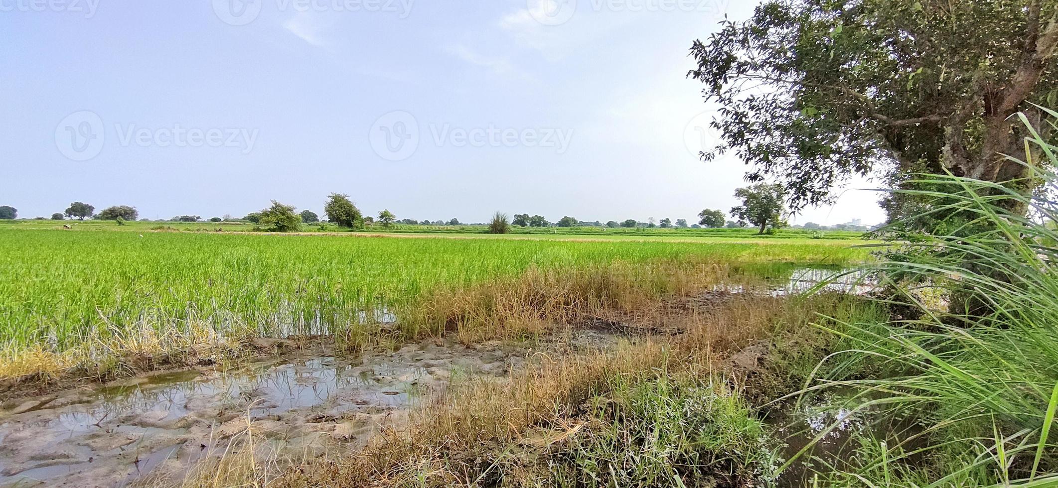 Paddy crop in Indian fields. photo