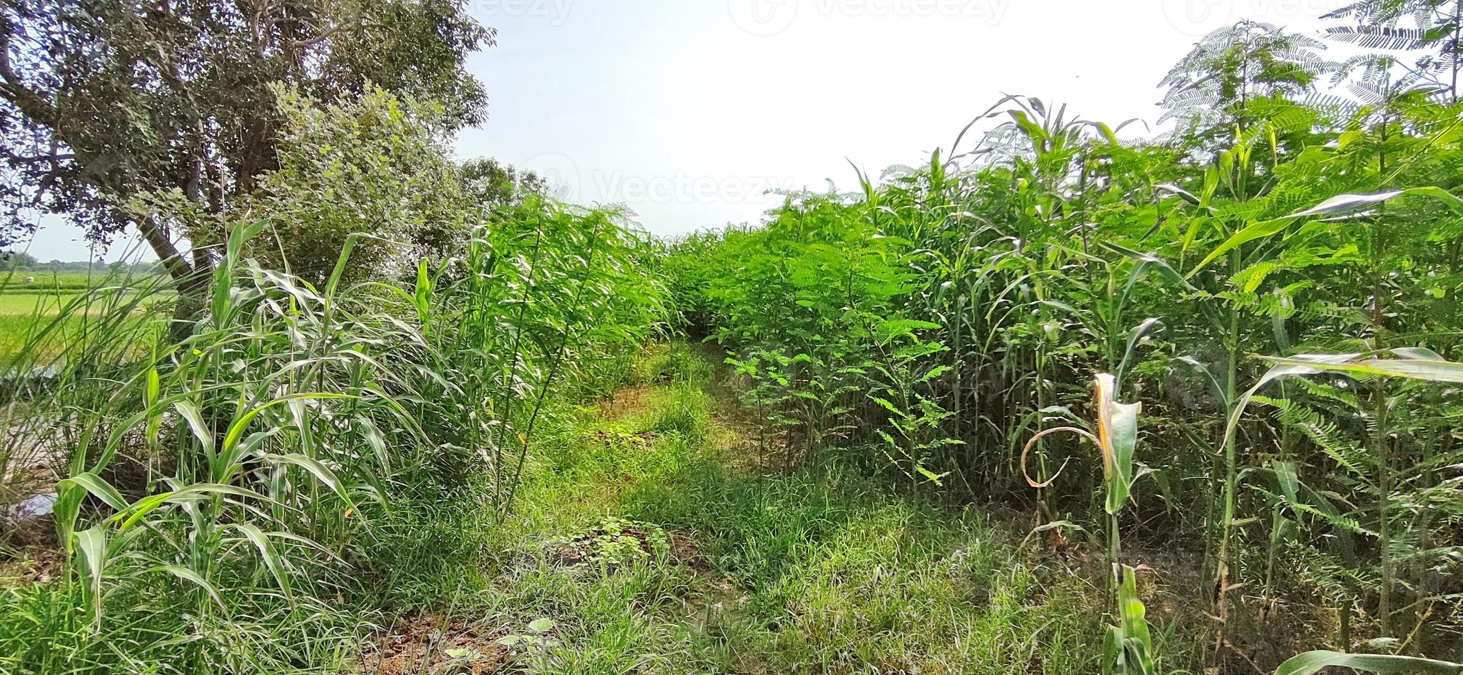 cultivo de sorgo en campos indios. foto