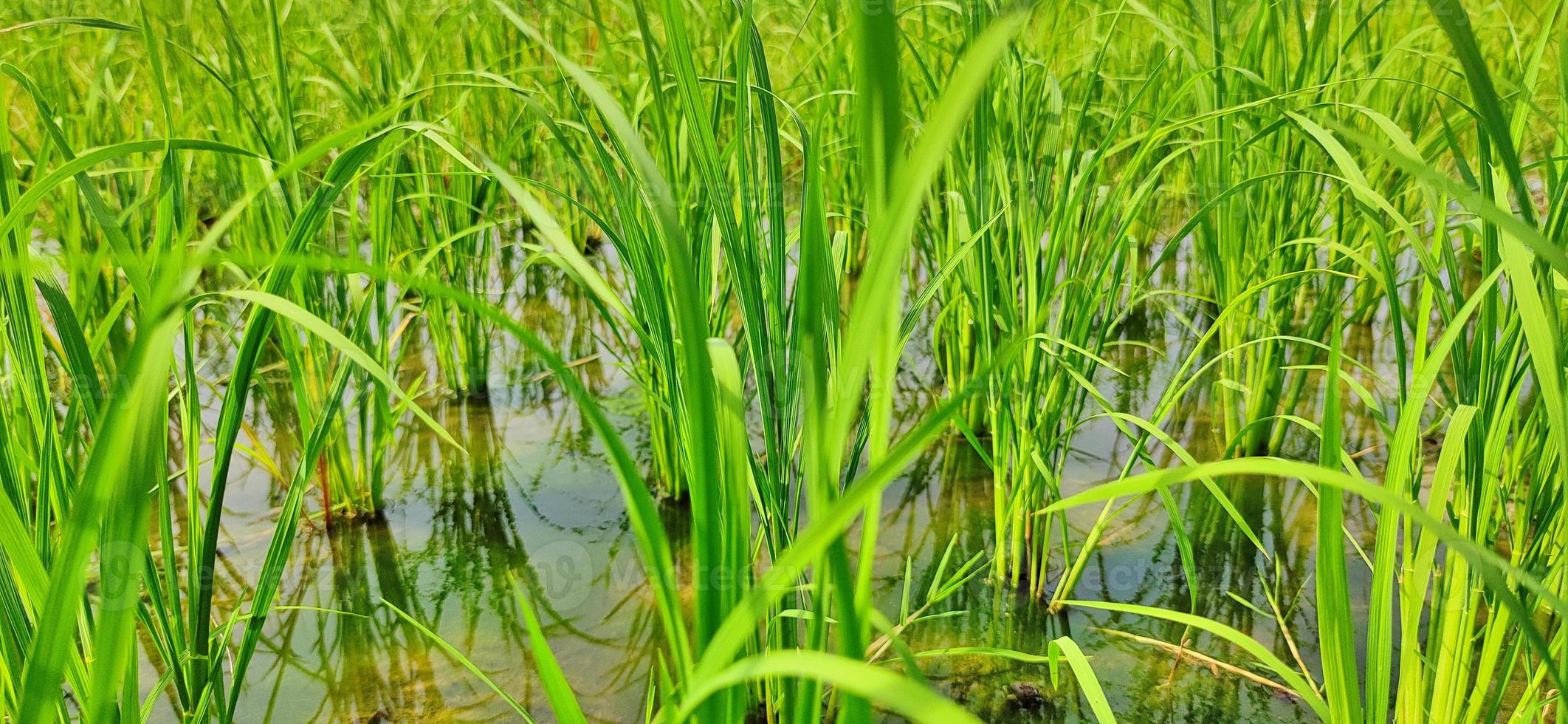 Paddy crop in Indian fields. photo