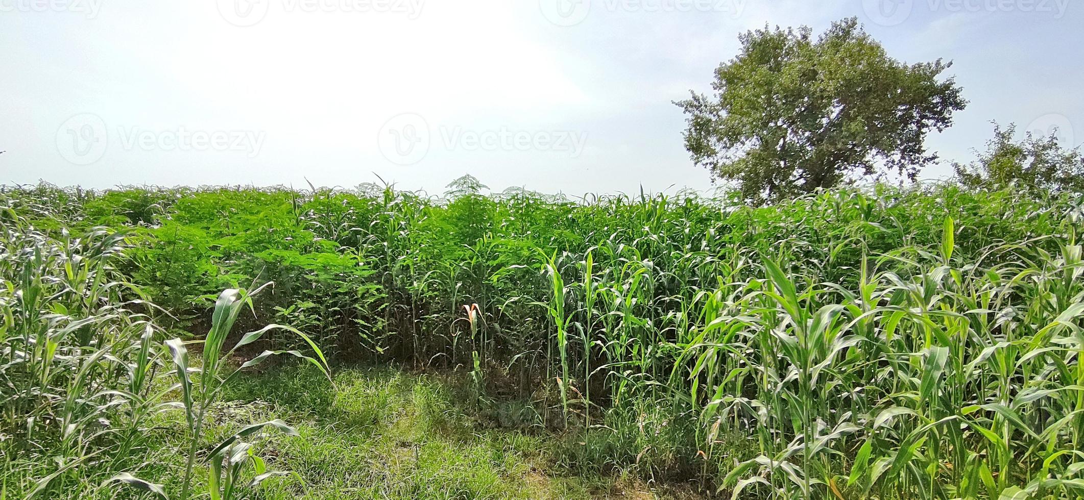 Sorghum crop in Indian fields. photo