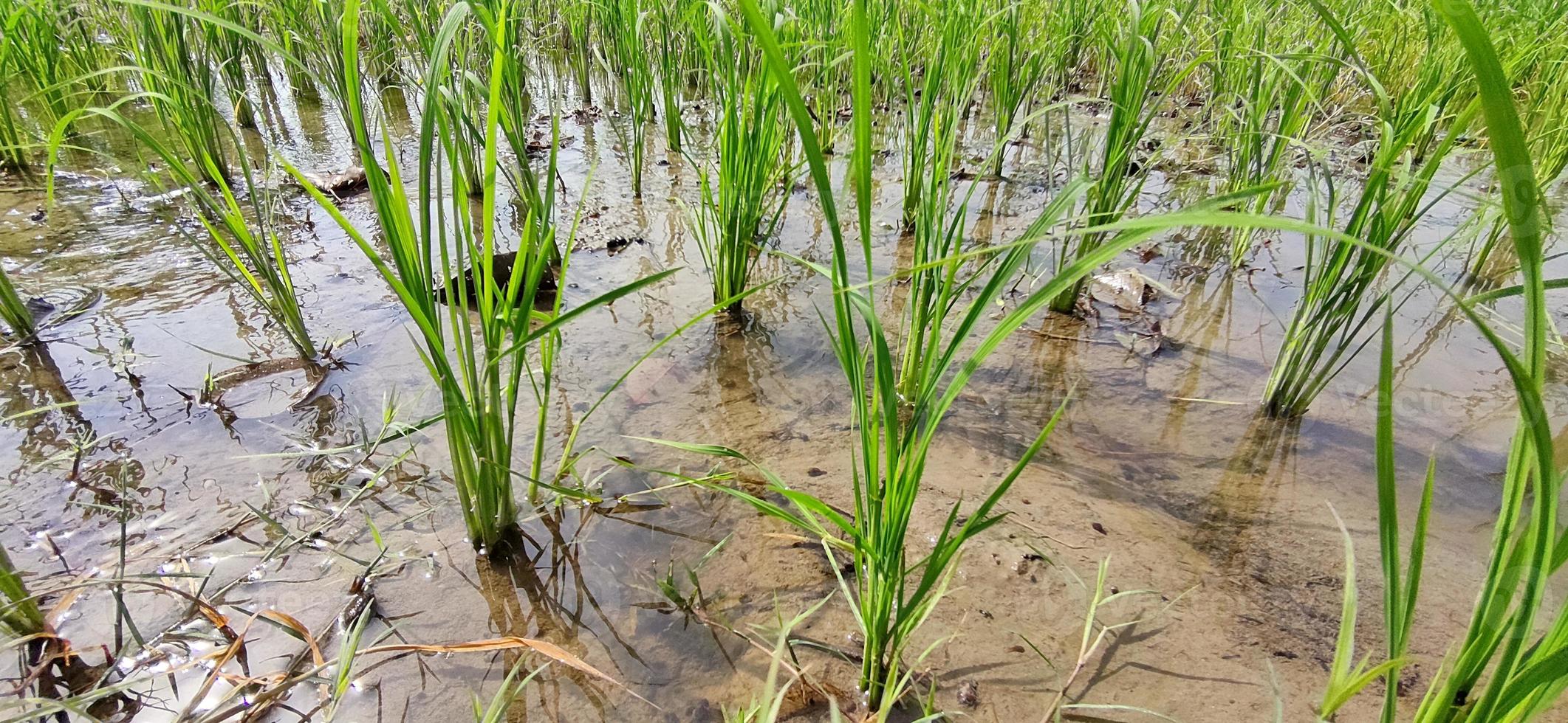 Paddy crop in Indian fields. photo