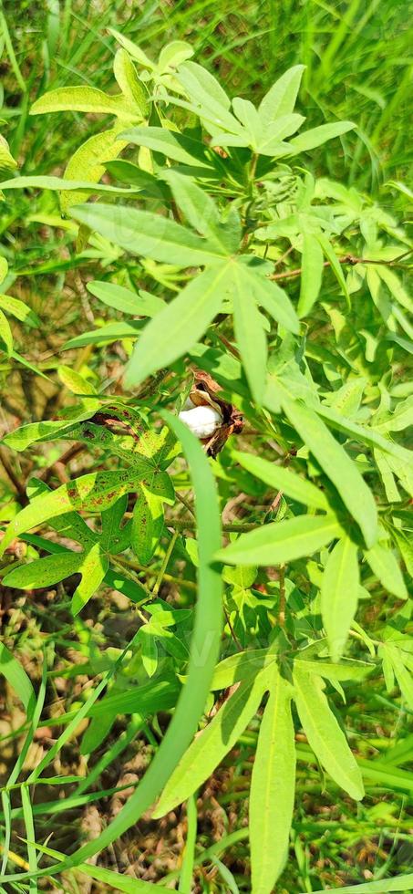 Cotton crop in Indian fields. photo