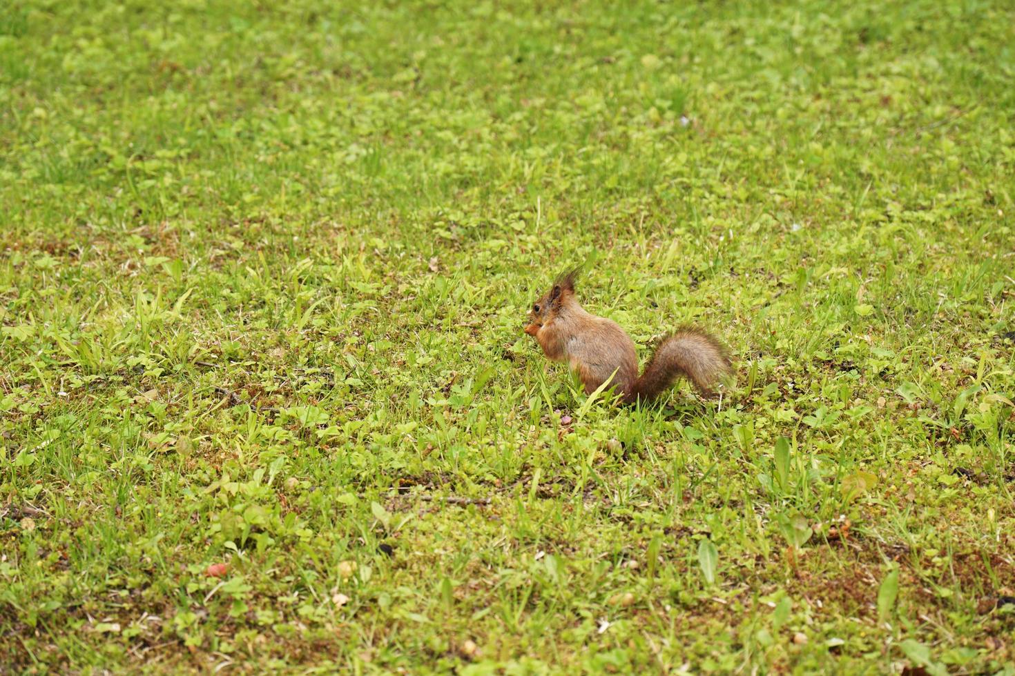 Rufous squirrel descended from the tree onto the green grass photo