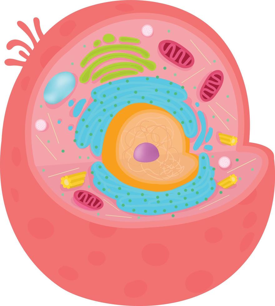 Las células animales son la unidad básica de vida en los organismos. vector