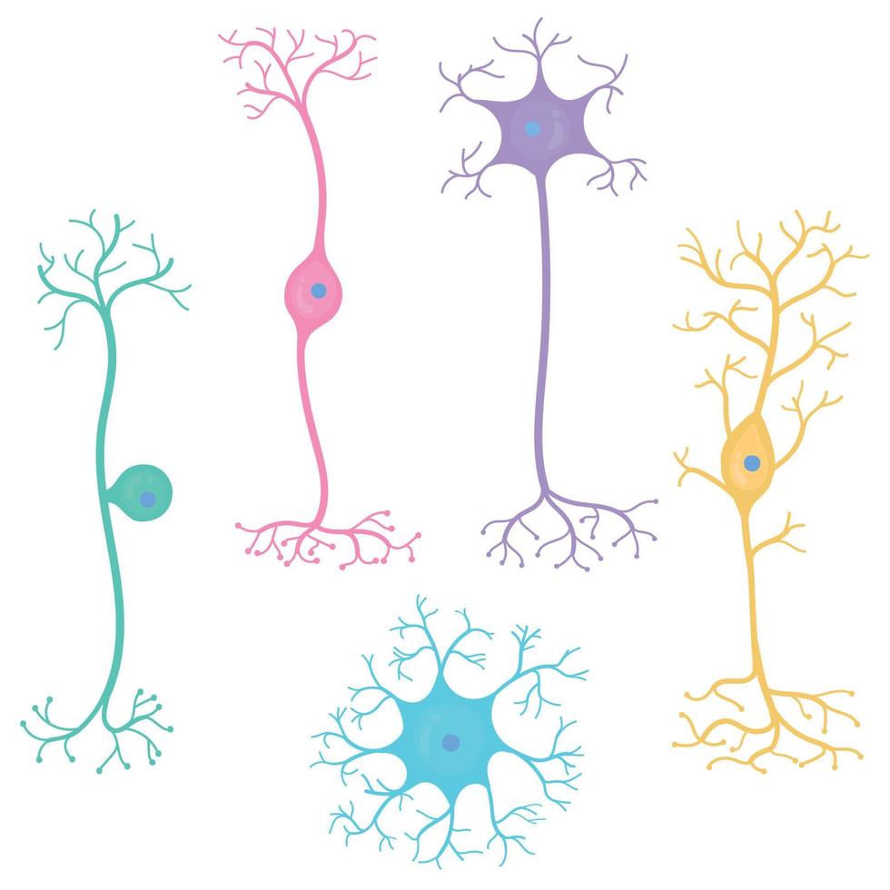 Types of basic neurons. vector
