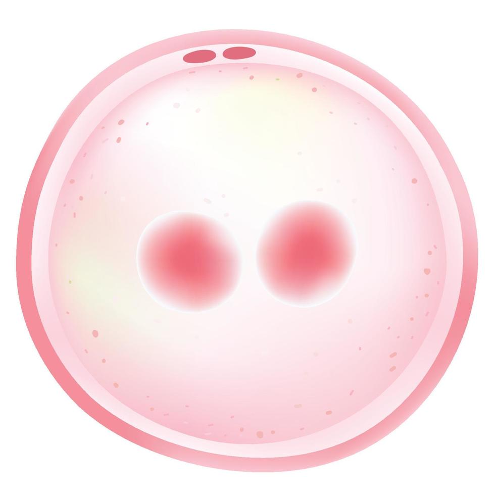 Zygote is a eukaryotic cell. vector