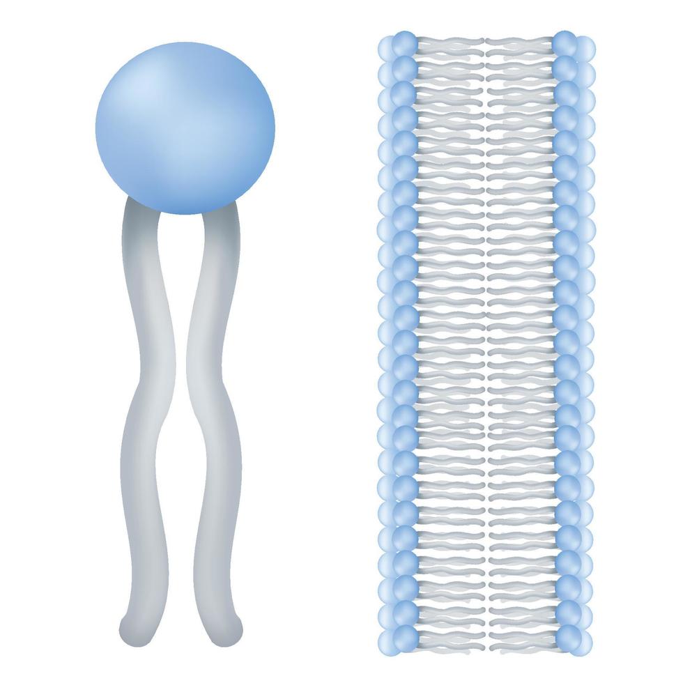 Phospholipids are a class of lipids. vector